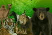 Jeu Animal Quiz
