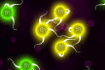 Jeu Bio Domination