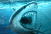 Jeu Hungry Shark