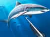 Jeu Chasse Sous-Marine: Aventure de Pêche au Harpon