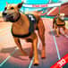 Jeu Fièvre de Course Canine Extrême