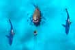 Jeu Avoid the Sharks