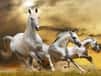 Jeu Puzzle Équestre - Course de Chevaux