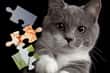 Jeu Puzzles Chats Mignons