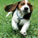 Jeu Puzzle Canin Rigolo