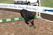 Jeu Dog Racing Simulator