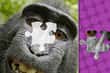 Jeu Jigsaw Master