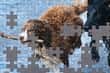 Jeu Jigsaw Puzzle