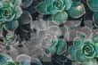 Jeu Jigsaw Puzzle Photos