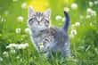 Jeu Puzzles de Chatons