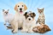 Jeu Wauies Animalerie
