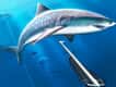 Jeu Chasse Sous-Marine: Aventure de Pêche au Harpon