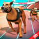 Jeu Fièvre de Course Canine Extrême