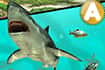 Jeu Ace Fishing (Pêche)