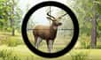 Jeu Chasseur de Cerfs Professionnel