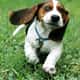 Jeu Puzzle Canin Rigolo