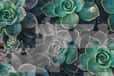 Jeu Jigsaw Puzzle Photos
