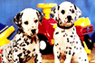 Jeu Puppy Pairs Puzzle