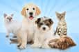 Jeu Wauies Animalerie
