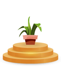 Plante verte en pot