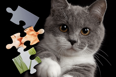 Jeu Puzzles Chats Mignons