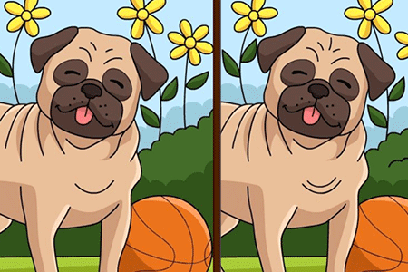 Jeu Différences Chiens 2