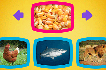 Jeu Que mangent les Animaux ?