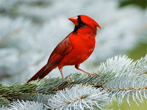 Jeu Puzzle des Oiseaux: Casse-tête Coloré pour les Amateurs de Volatiles