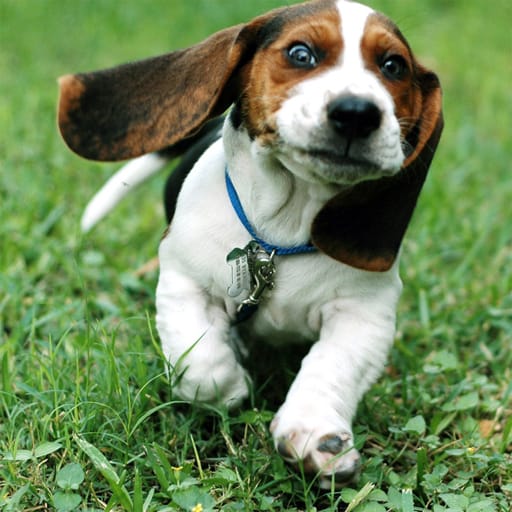 Jeu Puzzle Canin Rigolo
