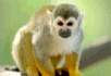 Animal Puzzle 2