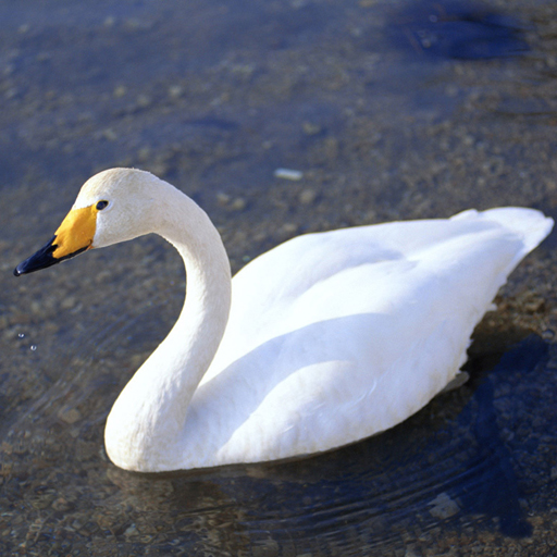 Jeu Puzzle des Cygnes Élégants