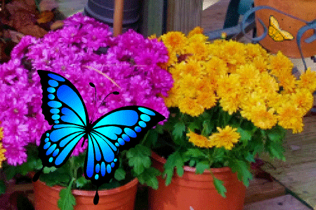 100 Papillons