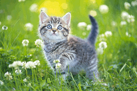 Jeu Puzzles de Chatons