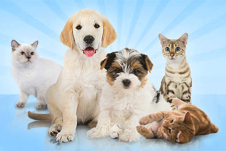 Jeu Wauies Animalerie